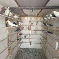 کفتر فروشی بالا 5ساعت