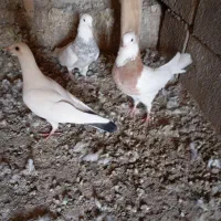 کفتر