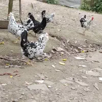 تخم نطفه دار گلین|حیوانات مزرعه|رشت, تازه آباد|دیوار