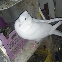 مرغ‌معاوضه‌کبوتر‌با.مرغ|پرنده|بابا حیدر, |دیوار