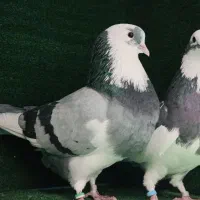 کبوتر شازده تیکه پاره، ساعتی