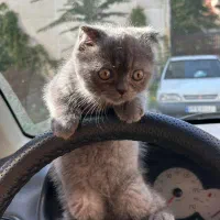 واگذاری گربه اسکاتیش|گربه|آمل, |دیوار