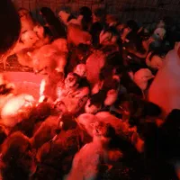 جوجه گلین تک تاج یکماهه واکسینه ۱۵ روزه چهل تاج|حیوانات مزرعه|خمینی‌شهر, |دیوار