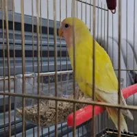 جوجه طوطی برزیلی با قفس و غذا