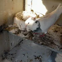 کبوتر طوقی|پرنده|سرپل ذهاب, |دیوار