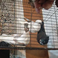 انگشتر و کبوتر دوکت|بدلیجات|اهواز, کوی صادقیه|دیوار