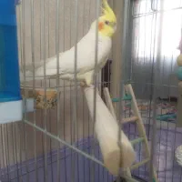 فروس عروس هلندی سخنگو