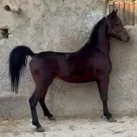 نریان عرب سواریدار 6دنگ فروشی