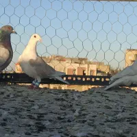 گرفتنی قلدور|پرنده|تربت‌حیدریه, قائم|دیوار