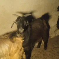 روستا بیدکوه
