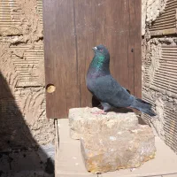 کبوتر ساعت سنگین به ضمانت .|پرنده|اصفهان, حصه جنوبی|دیوار