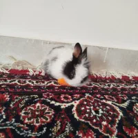 خرگوش مینیاتوری