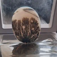 شجر تک درخت|جواهرات|زنجان, |دیوار