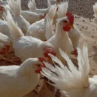 نیمچه مرغ تخمگذار صنعتی