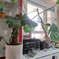 گل مونسترا ، برگ انجیری