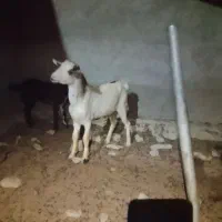 نری|حیوانات مزرعه|قشم, |دیوار
