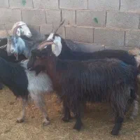 ۱۱راس بزجوان آبستن سه ماهه جفتی ۱۶۰۰۰۰۰۰|حیوانات مزرعه|بهمن صغاد, |دیوار