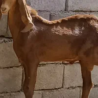 چپش نری نژاد پنجابی با بز آبستن سنگین دوقلوزا|حیوانات مزرعه|جیرفت, |دیوار