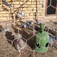 کبوتر|پرنده|تاکستان, |دیوار
