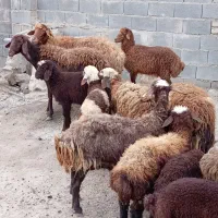 میش بره دار