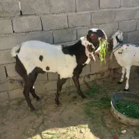 نر بزپنجاب فروشی|حیوانات مزرعه|پسکوه, |دیوار