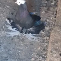 پنچ عدد پا پر بدون ایراد و جوجه امسال هستن