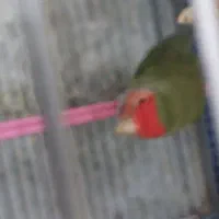 طوطی برزیلی