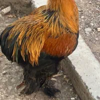 فروش جوجه تا خروس