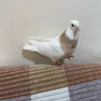 طوقی کرم آجری خال سیاه