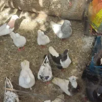 کبوتر