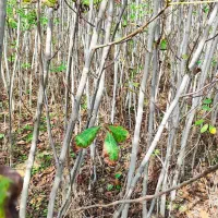 نهال گردو و برنج فجر سوزنی|خدمات باغبانی و درختکاری|دلند, |دیوار