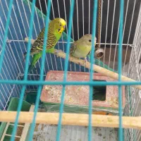 یک جفت مرغ عشق با تخم  قفس|پرنده|الیگودرز, |دیوار