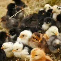 جوجه|حیوانات مزرعه|بندر ترکمن, |دیوار
