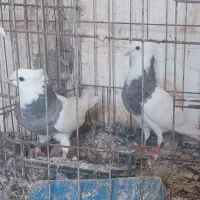 جفت طوقی ۱