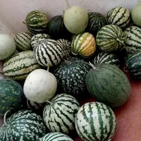 هندوانه دیم