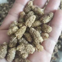 توت خشک شاندیز