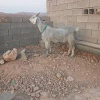 باسلام فروش یه ۱عدد بزگلابی با دوکهره|حیوانات مزرعه|جهرم, |دیوار