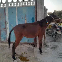 یک راس قاطر ماچه سواری وباری سرحال|حیوانات مزرعه|شیراز, کوشک بیدک|دیوار
