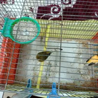 یه جفت قناری یه سرنر سرخ با ماده ابلق سبز 4تخم