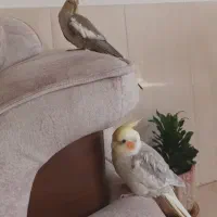 فروش فوری ی جفت عروس هلندی با دو تا جوجه