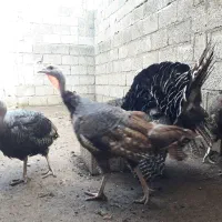 بوقلمون برنز