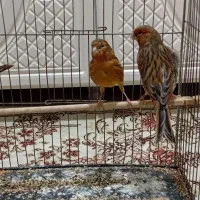 قناری سرخ سوخته