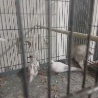 کبوتر آرام الماسی|پرنده|کاشان, کلنگه|دیوار