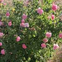 نیازمند راهنمایی