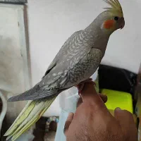 عروس هلندی وگرینچیک فول دستی|پرنده|قم, اسمعیل آباد|دیوار