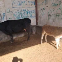 گاو شیری|حیوانات مزرعه|گنبد کاووس, |دیوار