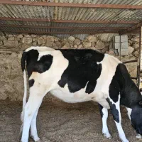 گاو نوبر|حیوانات مزرعه|شیراز, کرونی(خاتونک)|دیوار