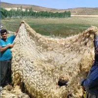 پشم فروشی امیر