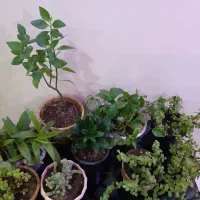 تعدادی گلدان خانگی برگ خرفه ای کامبو و|گل و گیاه طبیعی|تهران, امیریه|دیوار