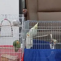 عروس هلندی و طوطی برزیلی|پرنده|کرج, حصارک بالا|دیوار